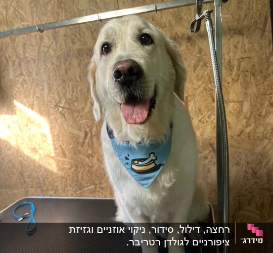 כלב עם בנדנה על שולחן טיפוח לכלבים